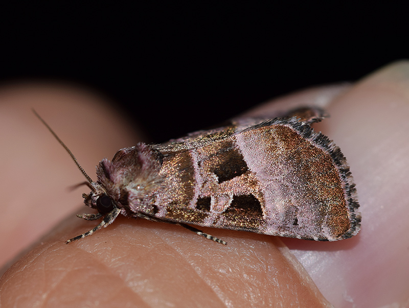 Visita inaspettata: Eucarta amethystina - Noctuidae