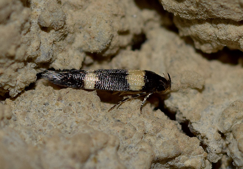 Bifascioides leucomelanella - Cosmopterigidae
