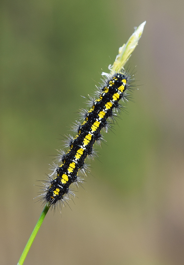 Bruco coloratissimo sloveno: Callimorpha dominula - Erebidae
