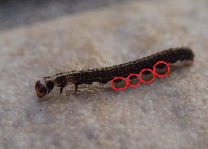 Bruco da identificare: Scythris cfr. heinemanni - Scythrididae
