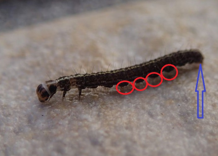 Bruco da identificare: Scythris cfr. heinemanni - Scythrididae