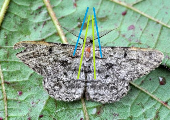 aiuto id. Hypomecis roboraria, Geometridae ?