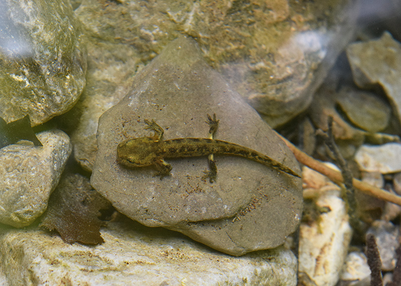 Tutte Salamandra salamandra?  S !