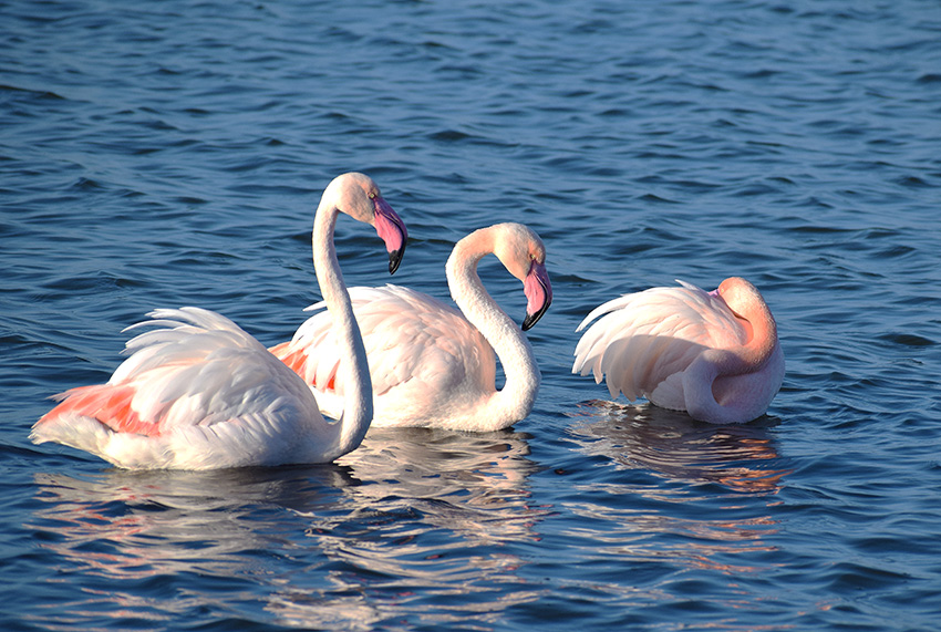 Fenicotteri da Cagliari:   Phoenicopterus roseus