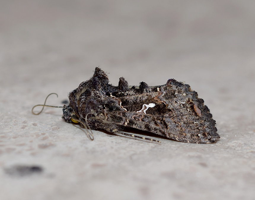 Ctenoplusia limbirena - Noctuidae