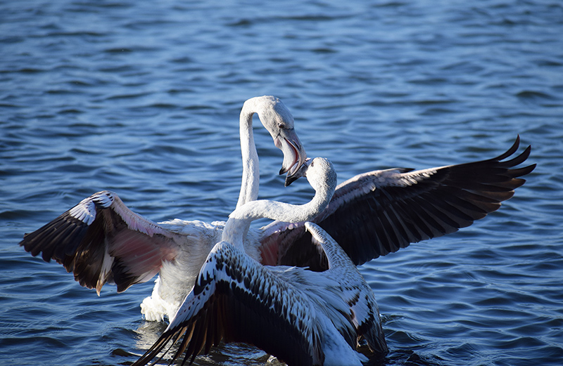 Fenicotteri da Cagliari:   Phoenicopterus roseus