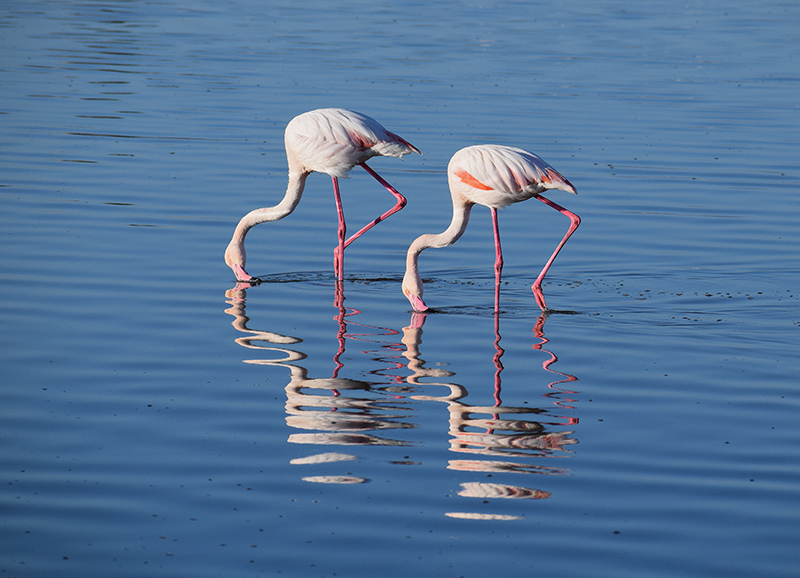 Fenicotteri da Cagliari:   Phoenicopterus roseus