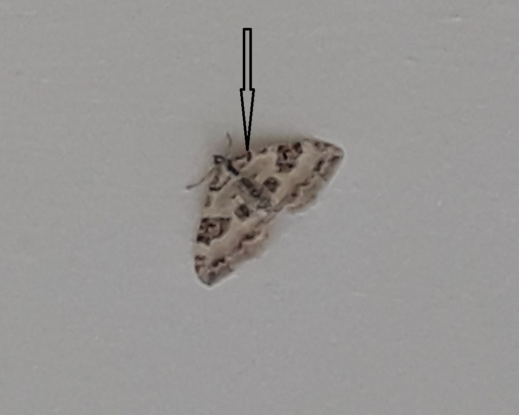 Geometridae: cfr. Perizoma blandiata