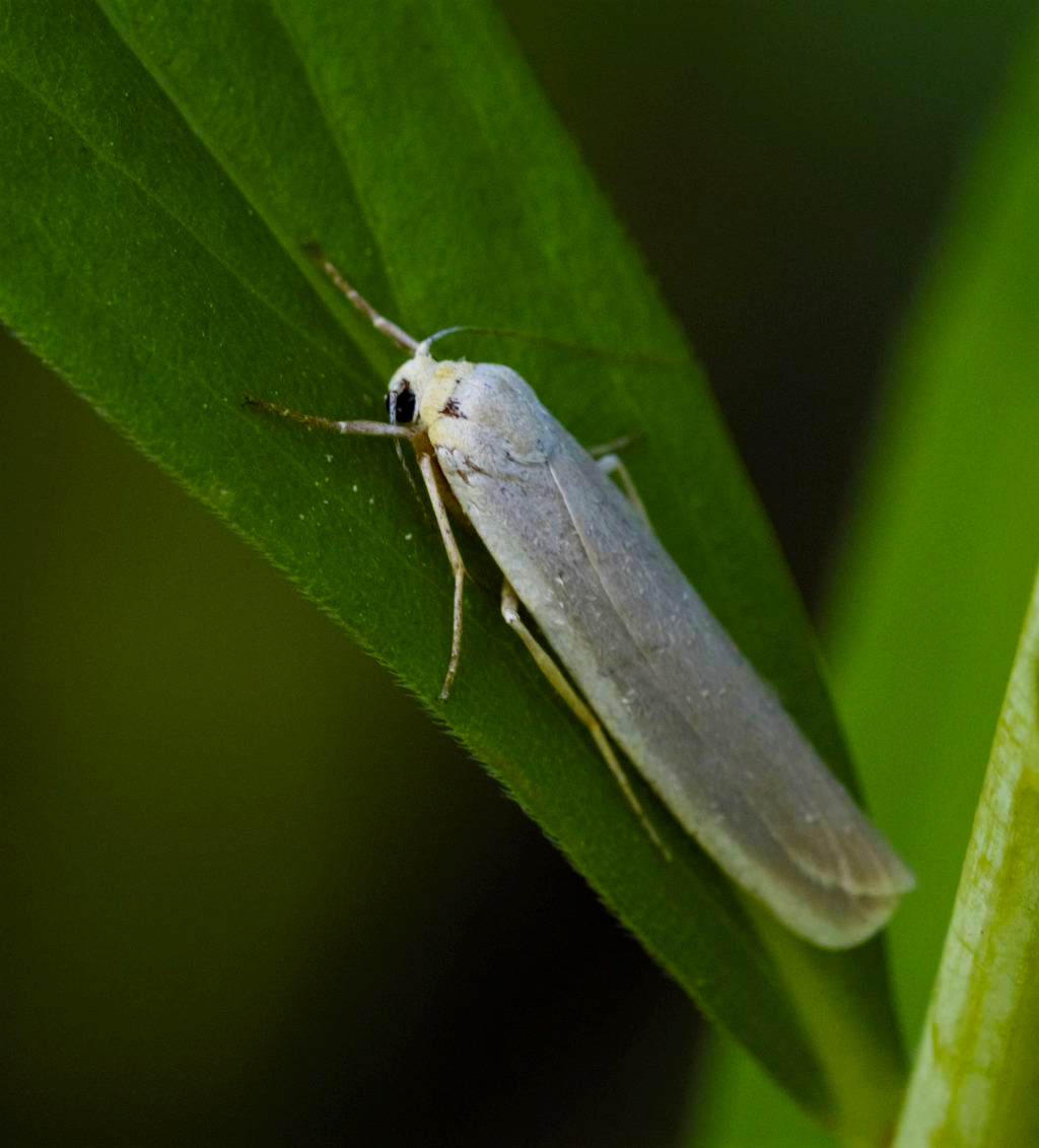 Lepidottero da identificare: Eilema sp. - Erebidae