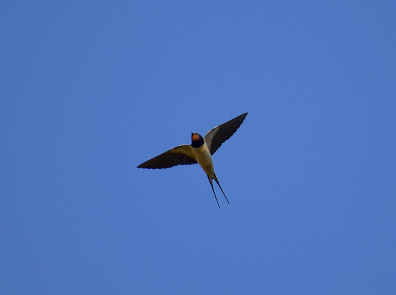 il Birdwatching al tempo del Covid 19