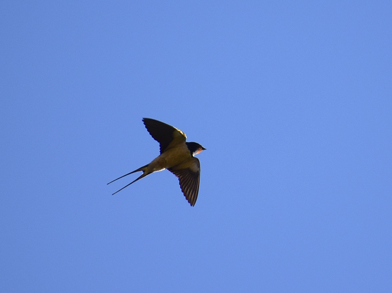 il Birdwatching al tempo del Covid 19