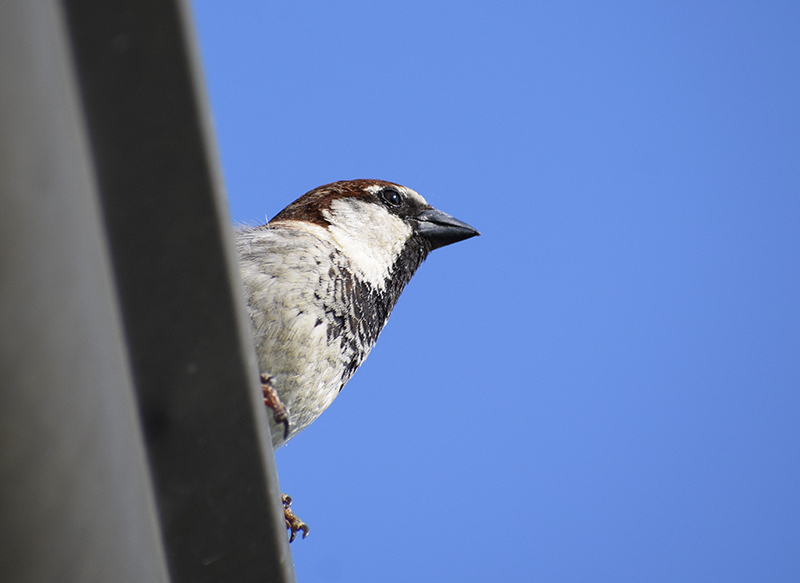 il Birdwatching al tempo del Covid 19