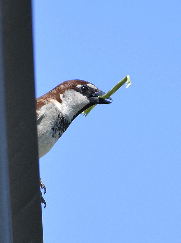 il Birdwatching al tempo del Covid 19