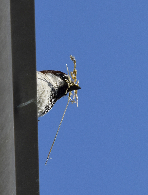 il Birdwatching al tempo del Covid 19