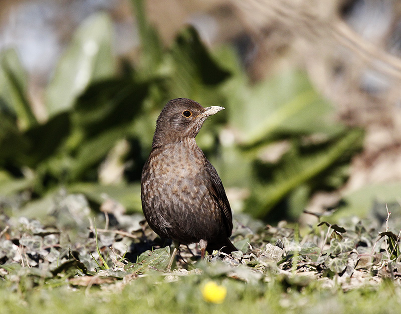 Merlo (Turdus merula)