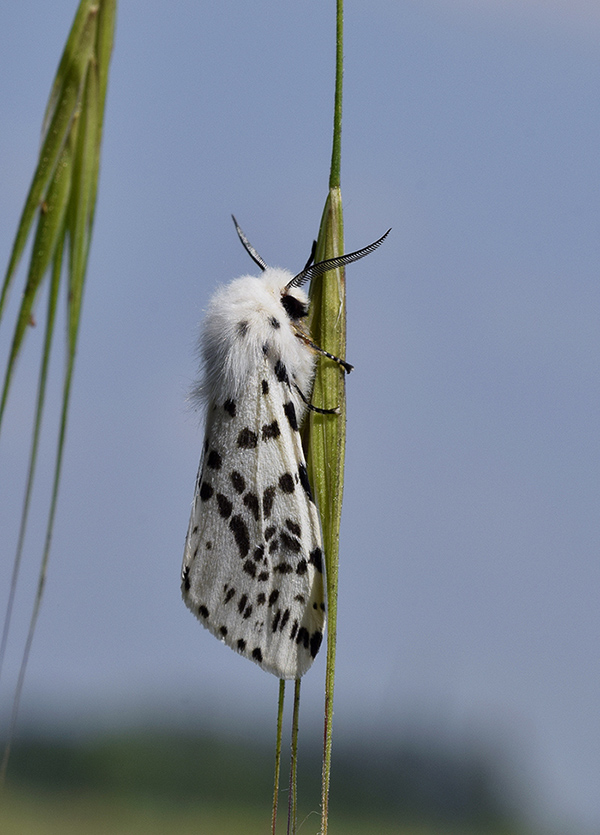 Spilosoma lubricipedum? No, Hyphantria cunea - Erebidae