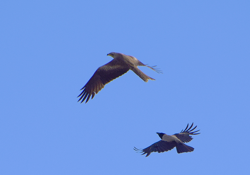 Nibbio bruno (Milvus migrans), giovane