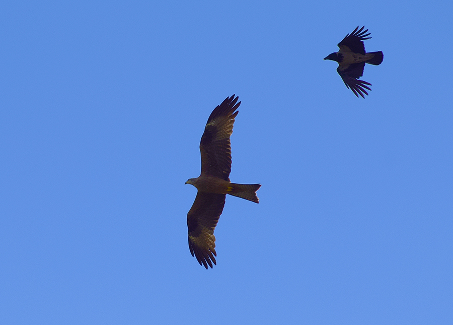 Nibbio bruno (Milvus migrans), giovane