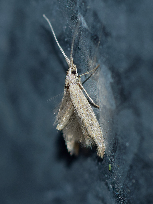 Ypsolophidae? No, Coleophoridae: Coleophora sp.