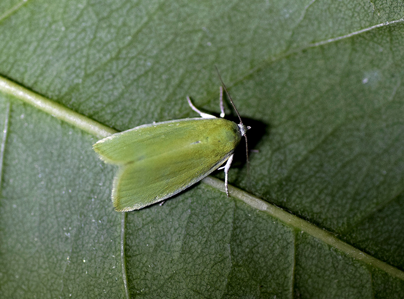 Larve, pupe e adulto di Earias clorana - Nolidae