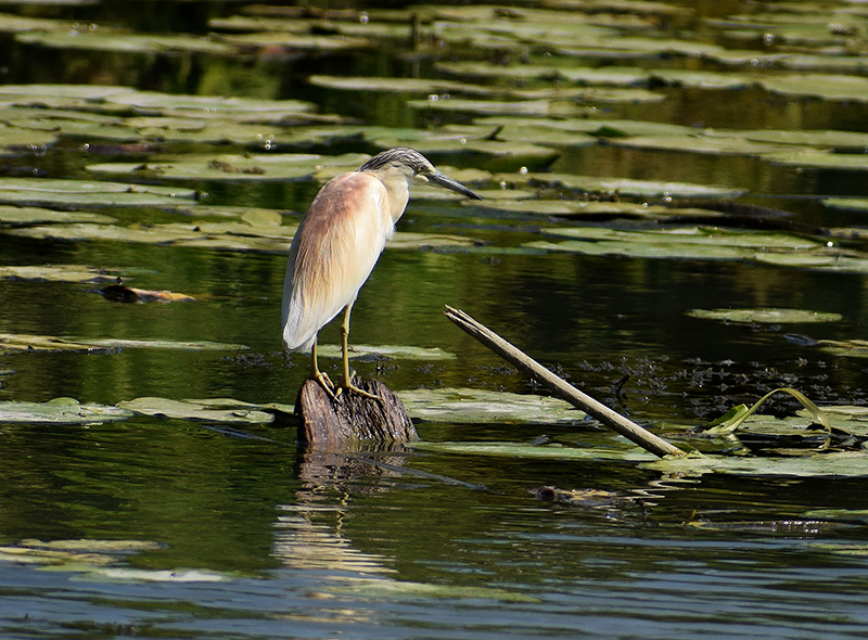 Sgarza ciuffetto  (Ardeola ralloides)