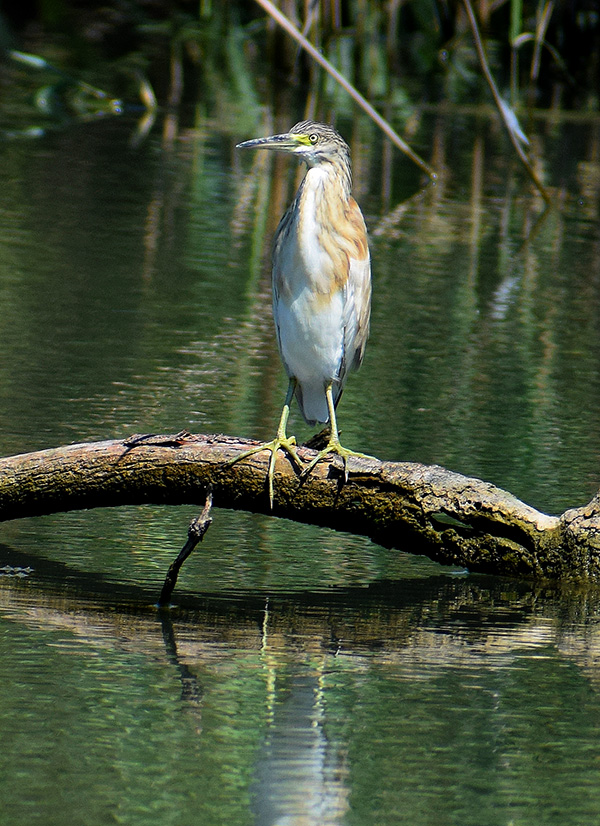 Sgarza ciuffetto  (Ardeola ralloides)