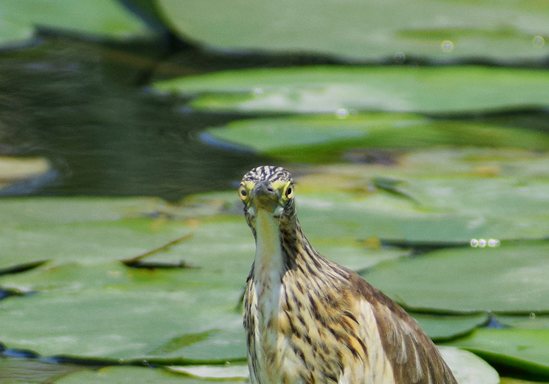 Sgarza ciuffetto  (Ardeola ralloides)