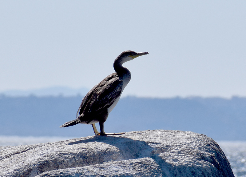 Giovani Cormorani?  No, giovani Marangoni dal ciuffo (Phalacrocorax aristotelis)