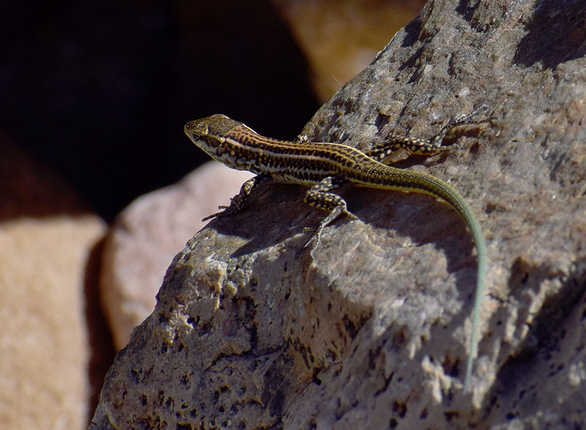 Aiuto identificazione: Podarcis tiliguerta?  S, giovane