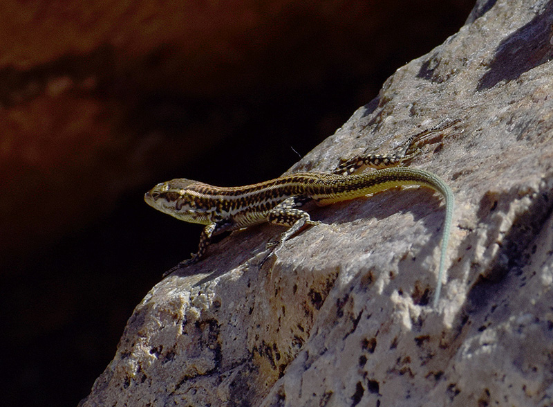 Aiuto identificazione: Podarcis tiliguerta?  S, giovane