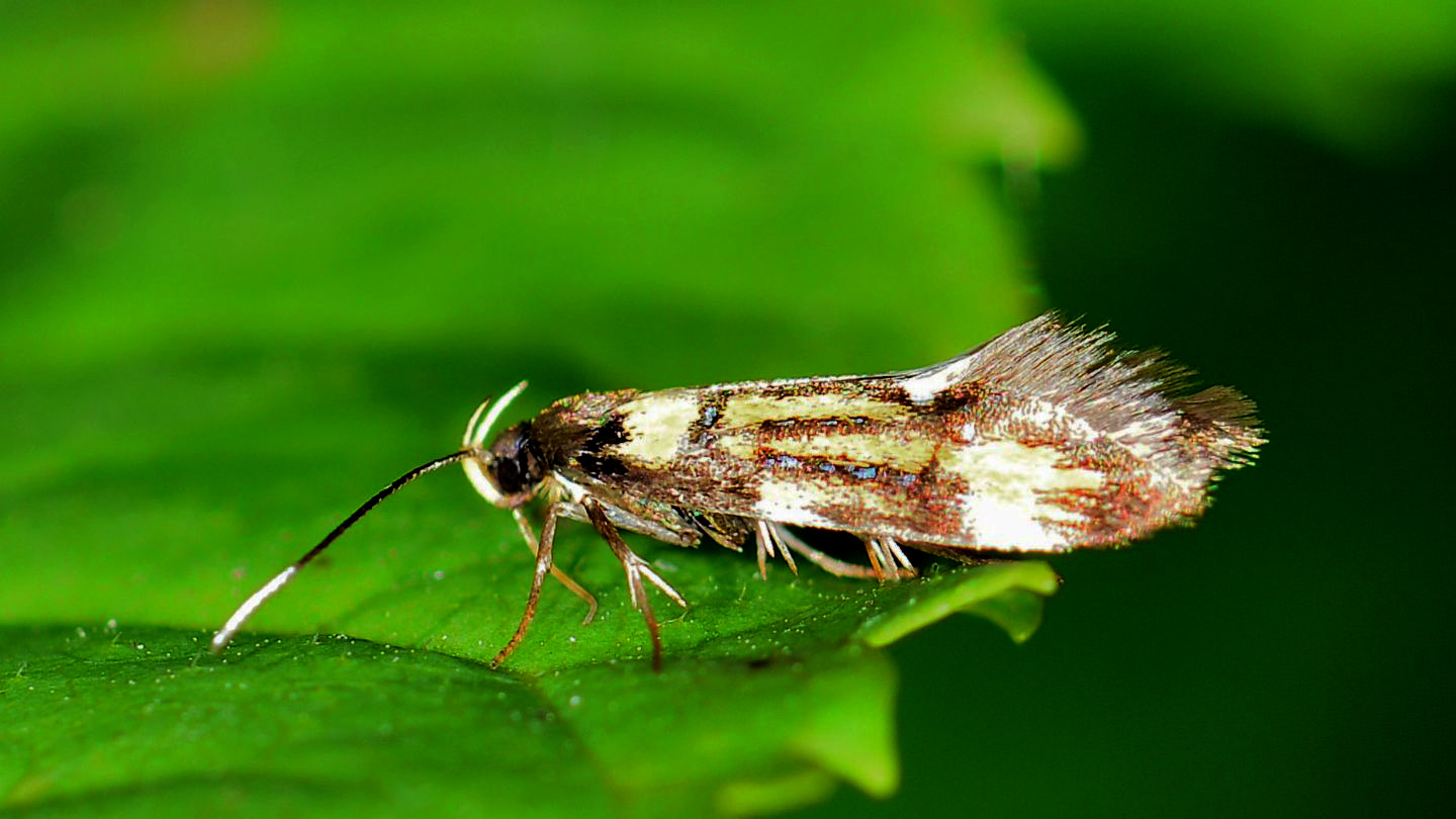 Schiffermuelleria grandis - Oecophoridae