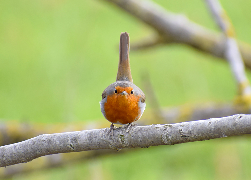 Pettirosso contrariato