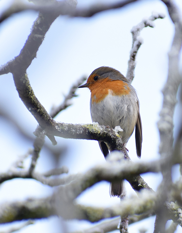 Pettirosso contrariato