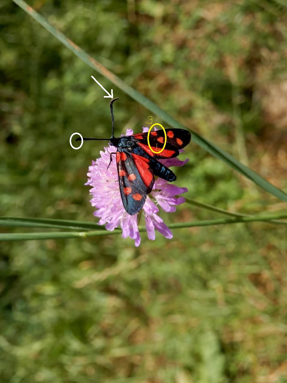 Zygaena transalpina - Zygaenidae