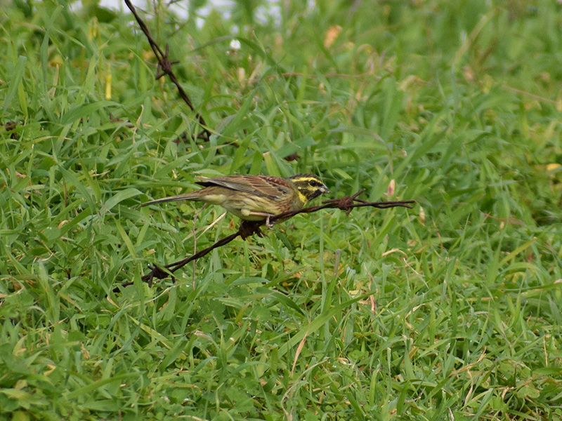 Zigolo nero (Emberiza cirlus)?  S