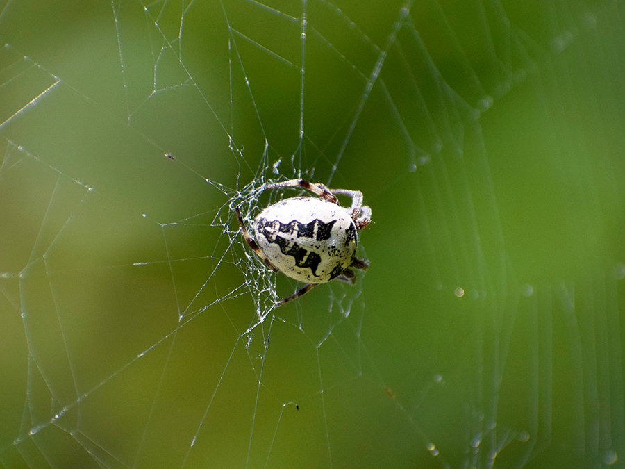 Araneus?