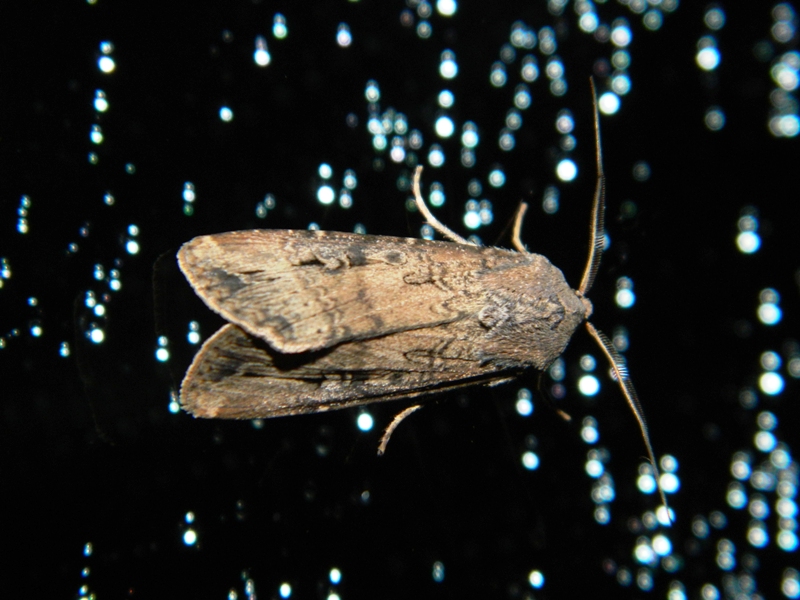 Agrotis ipsilon?