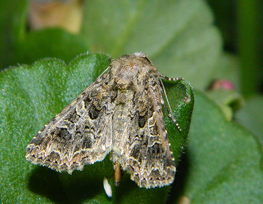 Noctuidae da id: Lacanobia? No, Hadena (Hadena) bicruris