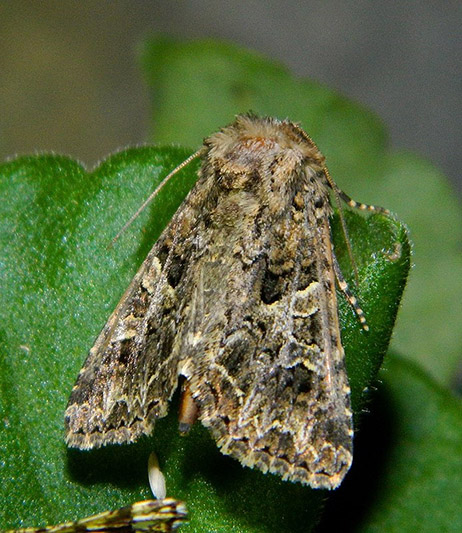 Noctuidae da id: Lacanobia? No, Hadena (Hadena) bicruris