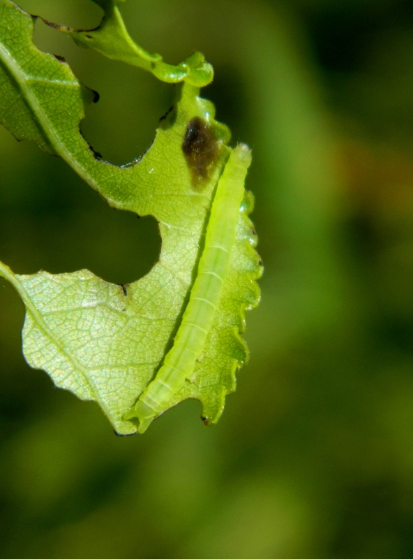 Ciclo vitale di Colobochyla salicalis, Erebidae