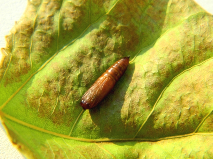 Ciclo vitale di Colobochyla salicalis, Erebidae