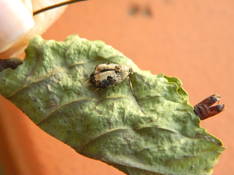 Ciclo vitale di Tortricidae: Hedya salicella