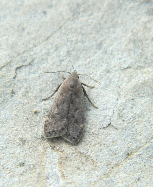 Anacampsis populella - Gelechiidae