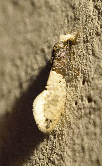 Trichophaga tapetzella, Tineidae - da confermare. S