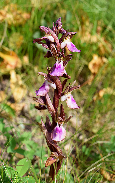 La mia prima orchidea: Anacamptis collina