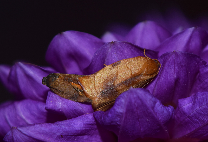 Cacoecimorpha pronubana, Tortricidae