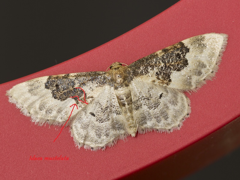 piccola falena da determinare - Idaea rusticata