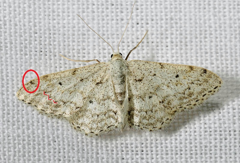 Idaea da confermare - Idaea albitorquata