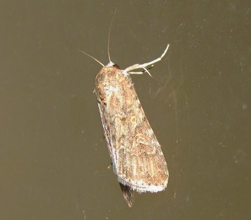 Noctuidae da ID - Spodoptera exigua