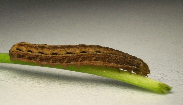 Noctuidae - Xestia?